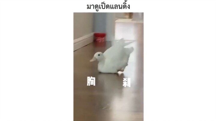 มาดูเป็ดแลนดิ้ง