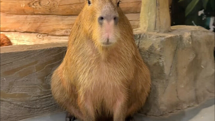 لا! وجدتُ حديقة الحيوانات الممتعة هذه!