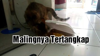 Kucing Mencuri Makanan Lucu Banget...!