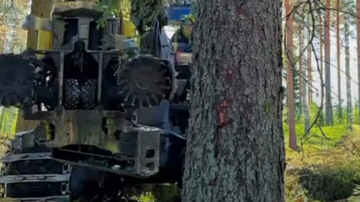 Tree cutting.