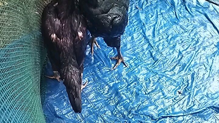 Allysa Black Hen