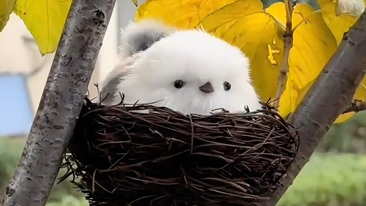 As an architectural master, Little Fat Chiu isn’t fat at all—she’s just irresistibly adorable!