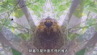 杜鹃幼鸟被它的大哥实行了反杀