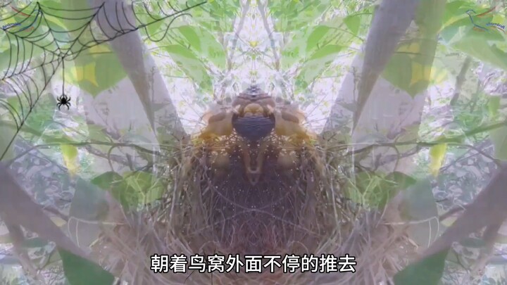 杜鹃幼鸟被它的大哥实行了反杀