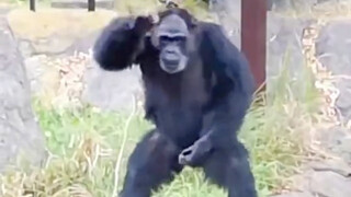 Sebenarnya cukup suka hewan kecil