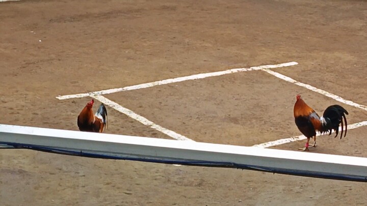 lemon 84 yellow legged WIN (right side)