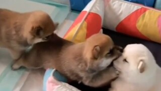 “เจ้าหมาตัวเหม็น หมาตัวเหม็น หมาตัวเหม็น!” “ไอ้ตัวเหม็น หมาตัวเหม็น หมาตัวเหม็น!” “พวกแกทุกคนล้วนแต่