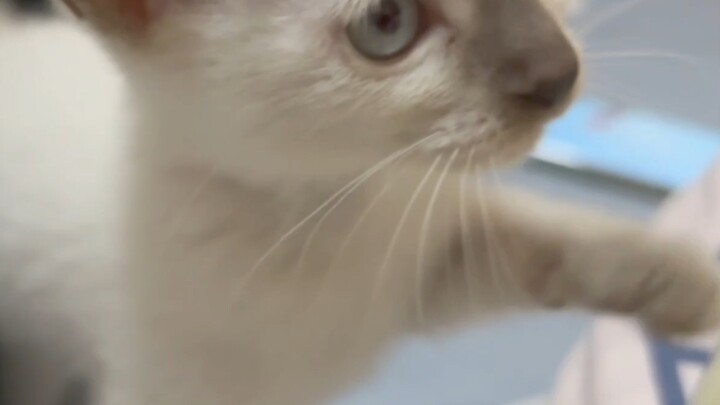 Anh cả, hồi nhỏ em bé xíu luôn á.