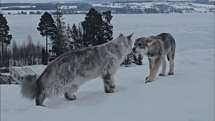 Maine Coon vs. Czech Wolfdog