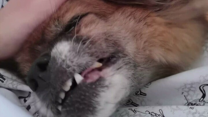 Học ở xa nửa năm chưa về nhà, chú cún còn nhận ra mình không nhỉ?