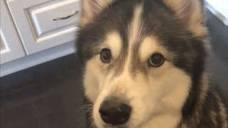 自带低音炮的哈士奇