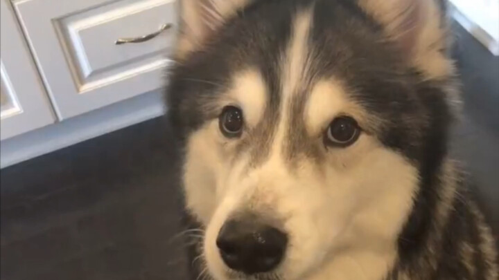 Husky with Built-in Subwoofer