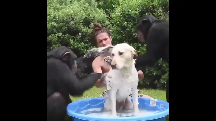 Two gorillas bathed a dog