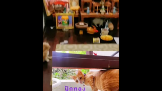 เรื่องวุ่นๆของวัยรุ่นห้องพระ