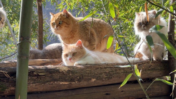 Kehidupan sehari-hari bersama keluarga kucing kecil～
