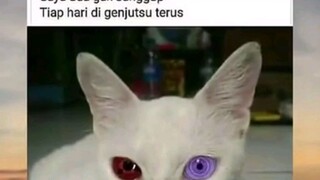 inpo kucing klan uciha