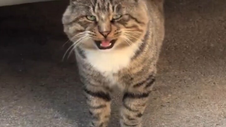 Bertemu kucing berwajah besar, dia sangat manis dan menggemaskan!