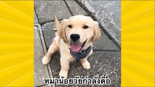 สัตว์เลี้ยงเพื่อนขนปุย : หมาน้อยวัยกำลังดื้อ