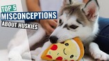 Siberian Husky - Top 5 Misconceptions in South East Asia