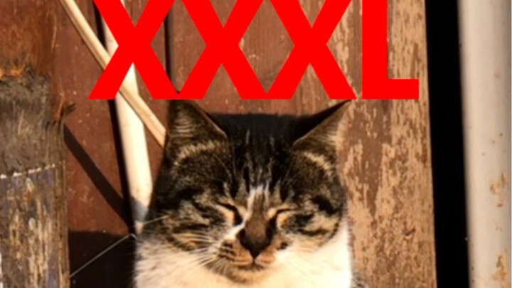 أربع سنوات، يمكنني أن أعلن رسميًا أنني القوة الأقوى في الصراع بين القوى الثلاث على القطط الضالة!