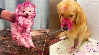 Dog Ate Dragon Fruit - Funny Dog Reaction Videos | Pets House