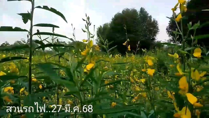 ดอกไม้ที่สวยงาม