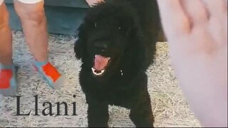 Llani the Standard Poodle being playful.