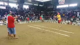 5 years old sweater win, 3x winner