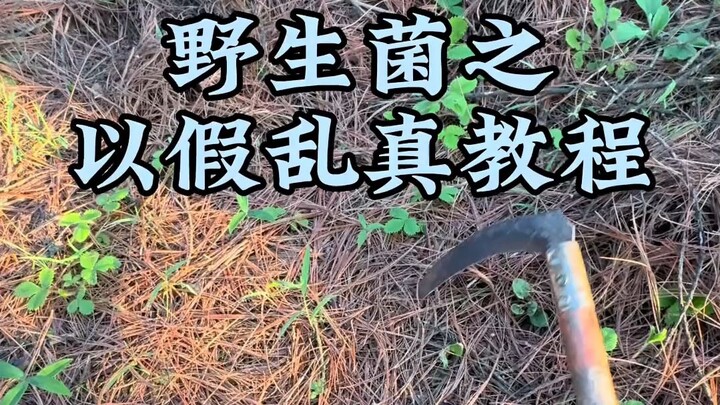 Tutorial on How to Pass Off Wild Mushrooms as Edible Ones
