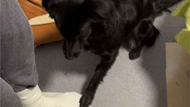 หมา: ครอบครัวต้องเป๊ะปังกันทั้งบ้าน!