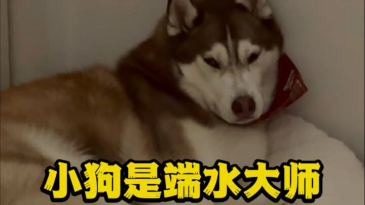 น้องหมาตัวน้อยคือจอมเทพแห่งการยกน้ำของบ้าน… แต่ระหว่างมีกินชั่วครู่กับมีกินไปตลอดชีวิต มันก็แยกออกได