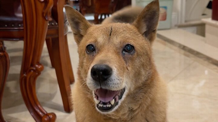 หมาบ้านจีนนี่เหมือนแมวในคราบหมาเลย ทั้งข้อดีข้อเสียก็บอกไปหมดแล้ว ตัดสินใจเลี้ยงมันได้เลยตามความต้อง