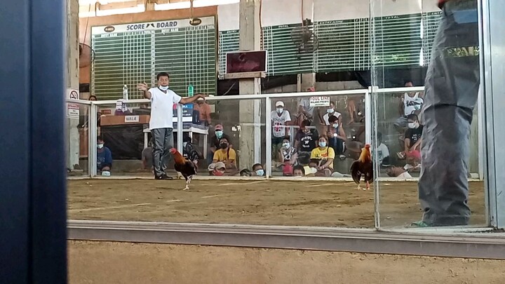 FIRTS FIGHT GOLD DERBY