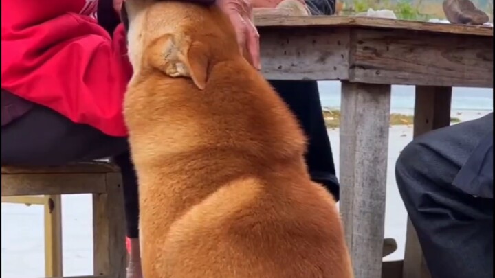 Grandma's Big Yellow Dog