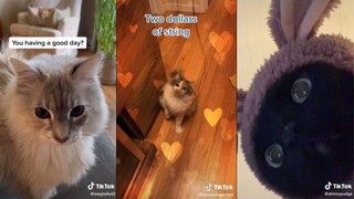 TikToks for your fluffy friends - TikTok cat compilation