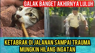 KUCING GALAK KETABRAK MINTA TOLONG KARENA KETABRAK PART 2 SAMPAI TRAUMA BERAT..!