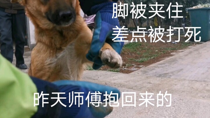 Sư phụ sáng nay nói với tôi: Lạc Lạc hôm qua suýt bị người ta đánh chết tươi!!!