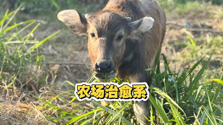 The farm’s little animals are truly heartwarming.