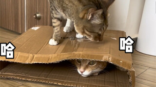I bought this toy for it and it likes this broken cardboard box.