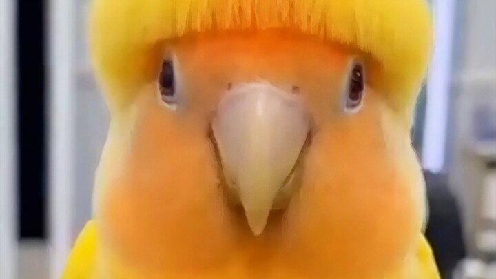 HAHAHAHAHA 192 sub indo