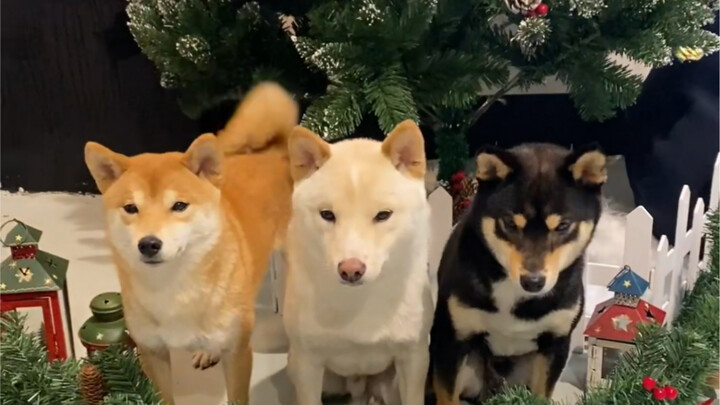 Anjing juga mencari teman bermain