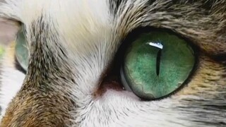 Pastoral emerald fairy cat eyes—absolutely stunning even without filters!