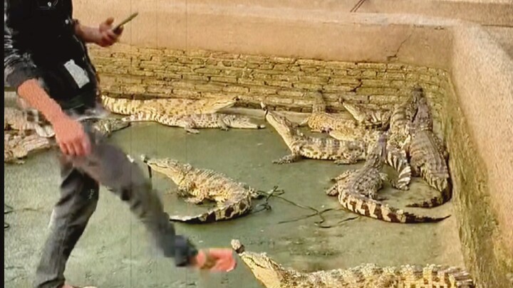 Buaya: Tolong nyalakan mikrofonnya