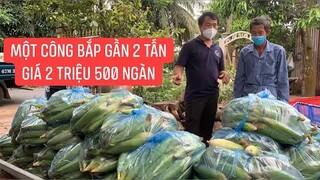 Mua bắp để chú 10 nấu làm buổi ăn sáng cho bà con trong cách ly phong tỏa.
