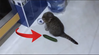 คลิปฮาเอาแตงกวา แกล้ง แมว Cucumber teased a cat