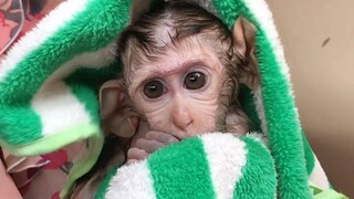 Baby monkey look very fresh while being wipe after Shower