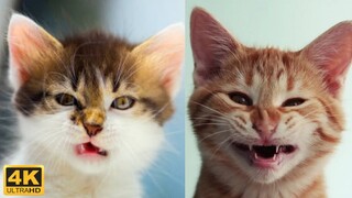 4K 😼 Cute cat life compilation 😂 Funny cat videos - Kris reaction