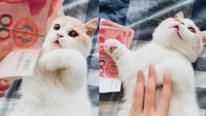 คุณให้เงินแล้วจะได้จับน้องแมวไหม?