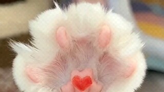 Knowing the cat's gene button can give you a small flower cat paw❗