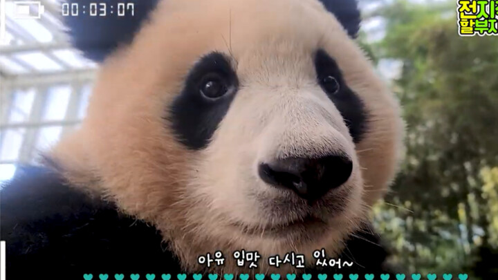 (Extremely close-up face video) Giant panda Fu Bao—Grandpa says he wants to show everyone every sing